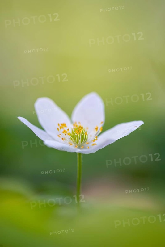 Wood anemone (Anemone nemorosa), Rügen, Sassnitz, Lower Saxony, Germany