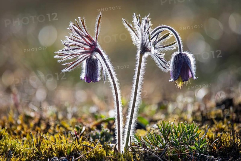 Meadow pasque flower (Pulsatilla pratensis), Rügen, Binz, Mecklenburg-Western Pomerania, Germany