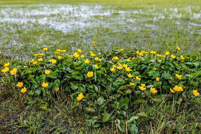 Yellow flowers of marsh marigolds (Caltha palustris) in front of a wide landscape panorama of the Ochsenmoor under a cloudy sky, Dümmer nature park Park, Lower Saxony, Germany