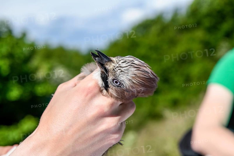 Eurasian jay (Garrulus glandarius) being held by a person, head collected as part of a survey during a ringing campaign, Münsterland, North Rhine-Westphalia, Germany