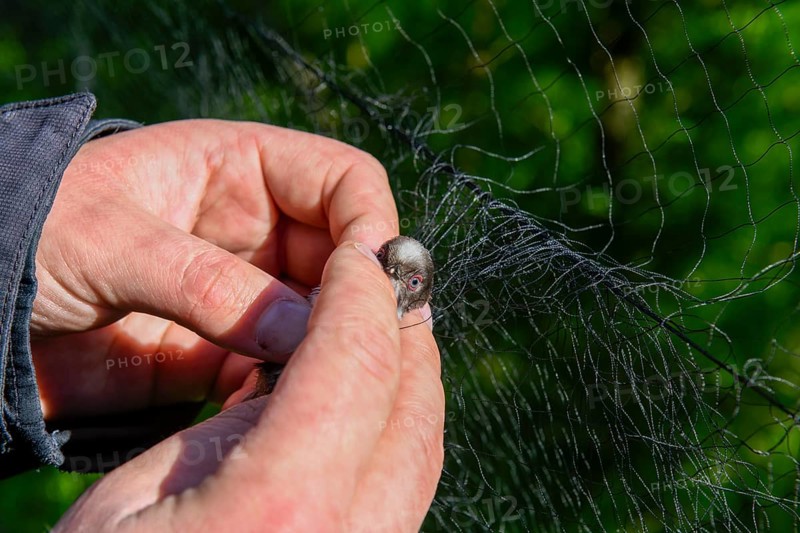 Hands carefully removing a long-tailed tit (Aegithalos caudatus) from a trapping net, bird research, ringing, Münsterland, North Rhine-Westphalia, Germany
