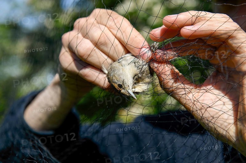 A female blackcap (Sylvia atricapilla) is released by hands from a net in the sunlight to be measured and ringed Bird migration research, Münsterland, North Rhine-Westphalia, Germany