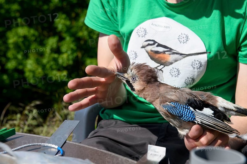 Eurasian jay (Garrulus glandarius) nipping a young scientist's hand during a survey during a ringing campaign, Münsterland, North Rhine-Westphalia, Germany