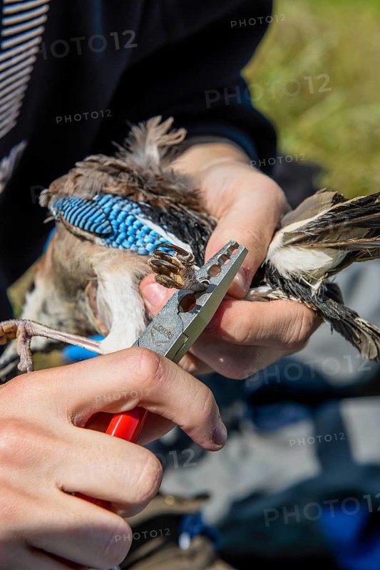 Eurasian Jay (Garrulus glandarius) being held by a person while being ringed with special tongs with a foot ring at the ornithological station, Münsterland, North Rhine-Westphalia, Germany