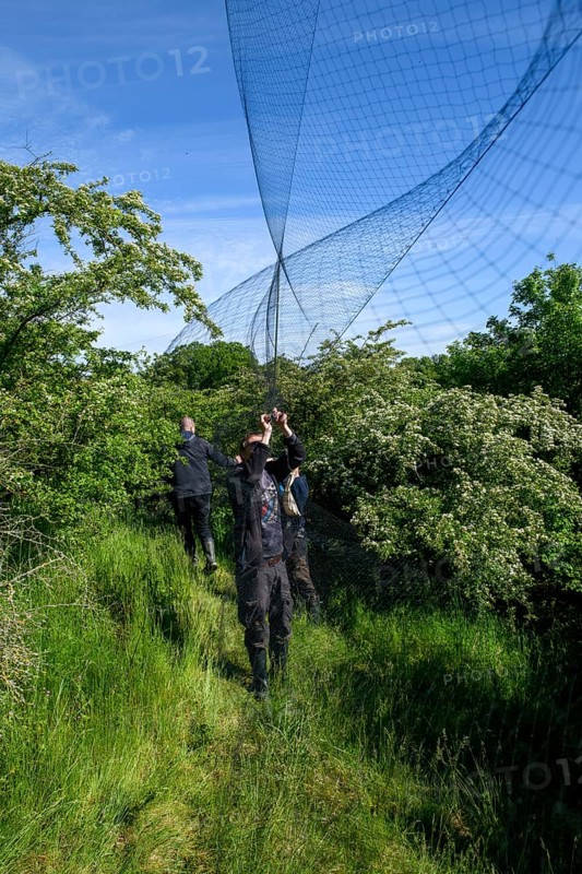 Three people set up a Japanese network for scientific bird trapping, bird research, ringing, Münsterland, North Rhine-Westphalia, Germany
