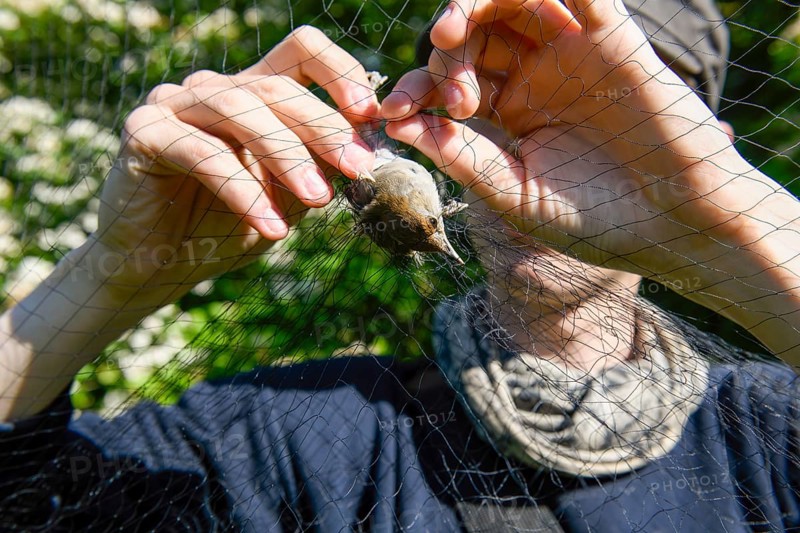 A person releases a blackcap (Sylvia atricapilla) from a net in the sunlight to measure and ring it Bird migration research, Münsterland, North Rhine-Westphalia, Germany