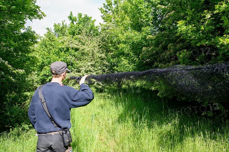 Person with Japanese network network in the countryside, surrounded by thick vegetation and trees, closes the fishing net after completing scientific bird trapping, bird migration research, Münsterland, North Rhine-Westphalia, Germany