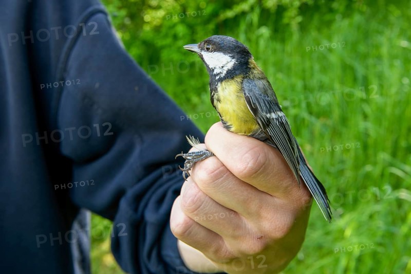 A person holds a great tit (Parus major) in his hand in front of a green background, bird migration research, Münsterland, North Rhine-Westphalia, Germany