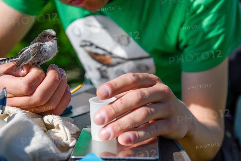 Close-up of a person examining a long-tailed tit (Aegithalos caudatus), bird research, ringing, Münsterland, North Rhine-Westphalia, Germany