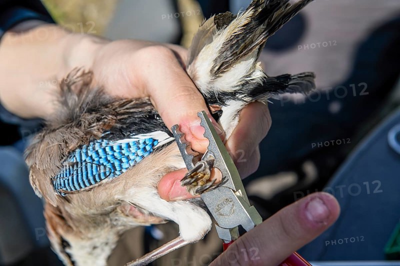 Eurasian Jay (Garrulus glandarius) being held by a person while being ringed with special tongs with a foot ring at the ornithological station, Münsterland, North Rhine-Westphalia, Germany
