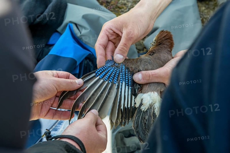 Hands examining the blue feathers of a jay (Garrulus glandarius) during a ringing campaign, Münsterland, North Rhine-Westphalia, Germany