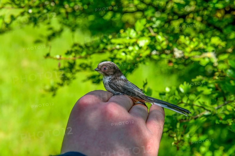 A long-tailed tit (Aegithalos caudatus) is carefully held in the hand in front of a natural green background, bird research, ringing, Münsterland, North Rhine-Westphalia, Germany