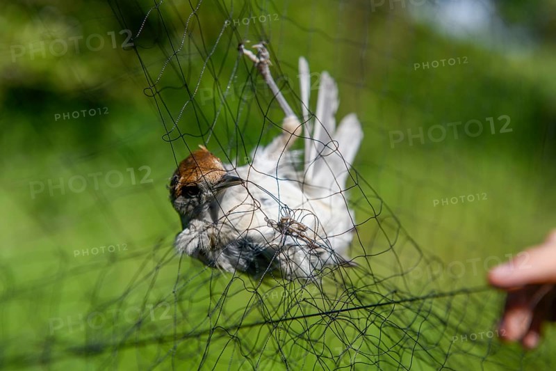 A female blackcap (Sylvia atricapilla) is caught in a net Bird migration research, Münsterland, North Rhine-Westphalia, Germany