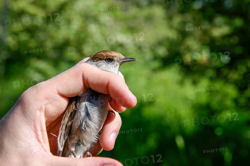 A female blackcap (Sylvia atricapilla) is carefully held by hands in front of a soft green background, bird migration research, Münsterland, North Rhine-Westphalia, Germany