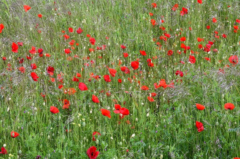 A lush field of red poppies (Papaver rhoeas) radiating a calm and idyllic atmosphere, Münsterland, North Rhine-Westphalia, Germany