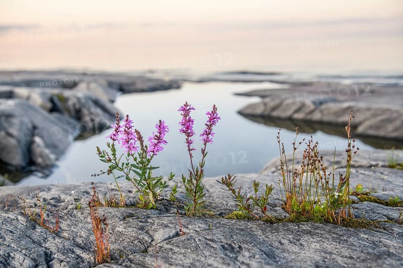 Purple loosestrife (Lythrum salicaria) growing between granite rocks on the shore of quiet Lake Vänern with gently sloping granite rock archipelago under calm skies in the evening, Värmlands län, Sweden