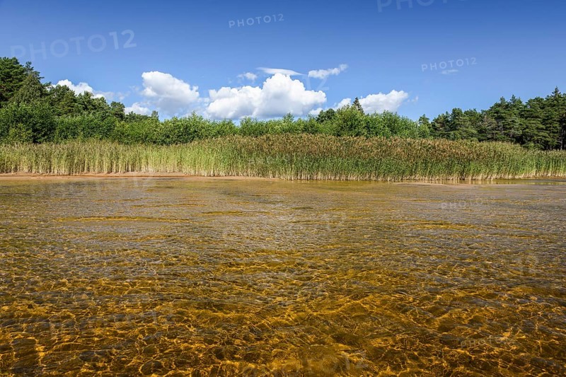Clear water with visible lake bed surrounded by reeds, forests under bright skies on Lake Vänern, Värmlandsnäs peninsula, Värmlands län, Sweden