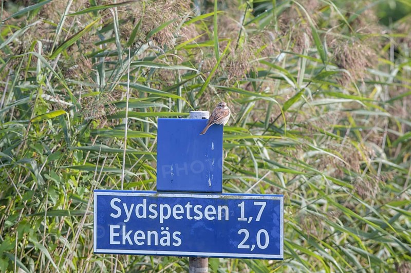 Female Red-backed Shrike (Lanius collurio) sitting on a blue shield against a background of reeds, Ekenäs, Värmlandsnäs peninsula, Värmlands län, Sweden