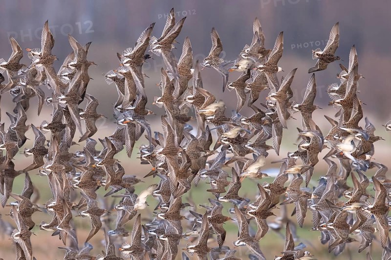 A flock of ruffs (Calidris pugnax, Syn.: Philomachus pugnax) flies close over the water, dynamic representation of wildness, Dümmer nature park Park, Lower Saxony, Germany