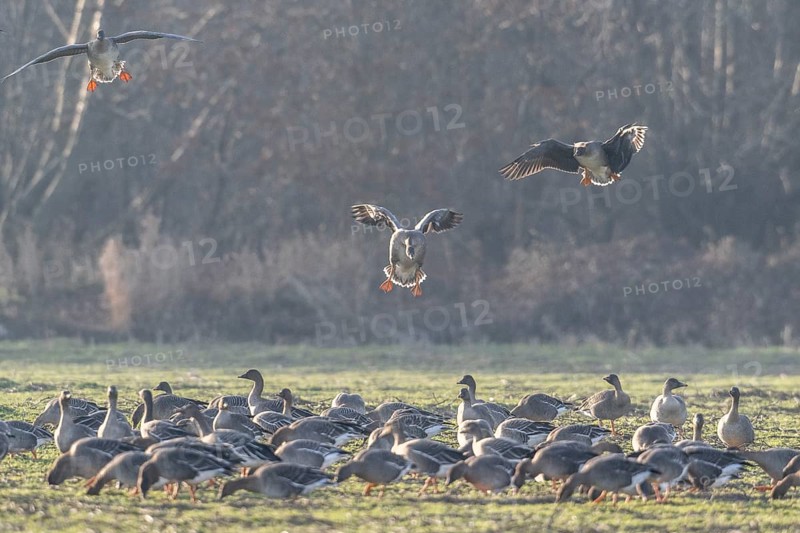Bean geese (Anser fabalis), Emsland, Lower Saxony, Germany