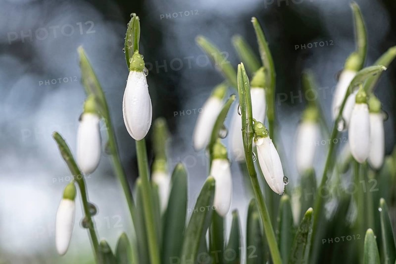 Snowdrop (Galanthus nivalis), Emsland, Lower Saxony, Germany