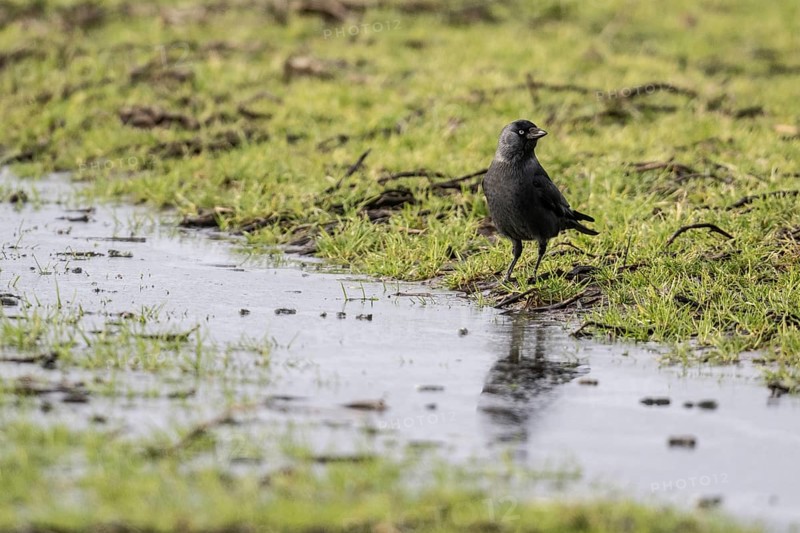 Jackdaw (Corvus monedula), Emsland, Lower Saxony, Germany