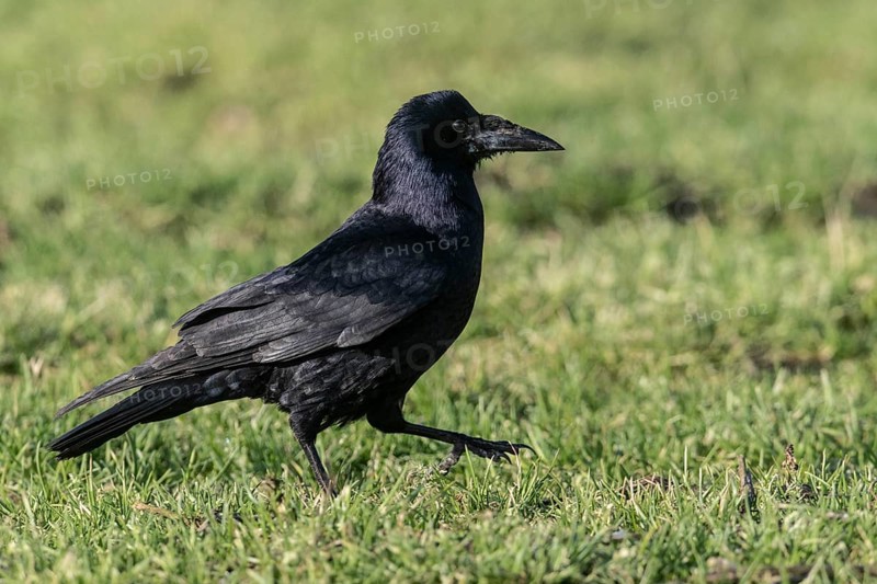 Rook (Corvus frugilegus), Emsland, Lower Saxony, Germany
