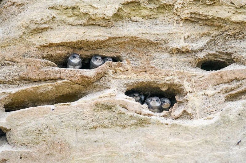 Sand martin (Riparia riparia) Juvenile chicks in a sand pit Sand excavation, Osnabrücker Land, Lower Saxony, Germany