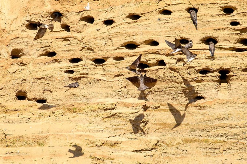 Several sand martins (Riparia riparia) nest in a sand pit Sand excavation and use the natural depressions, Osnabrücker Land, Lower Saxony, Germany