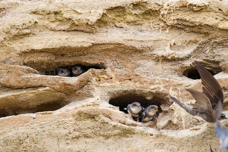 Sand martin (Riparia riparia) and chicks nesting in a sand pit Sand excavation, Osnabrücker Land, Lower Saxony, Germany