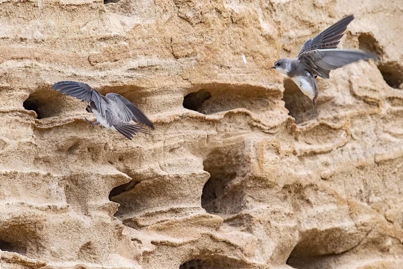 Sand martins (Riparia riparia) flying in front of a sand pit Sand excavation, Osnabrücker Land, Lower Saxony, Germany