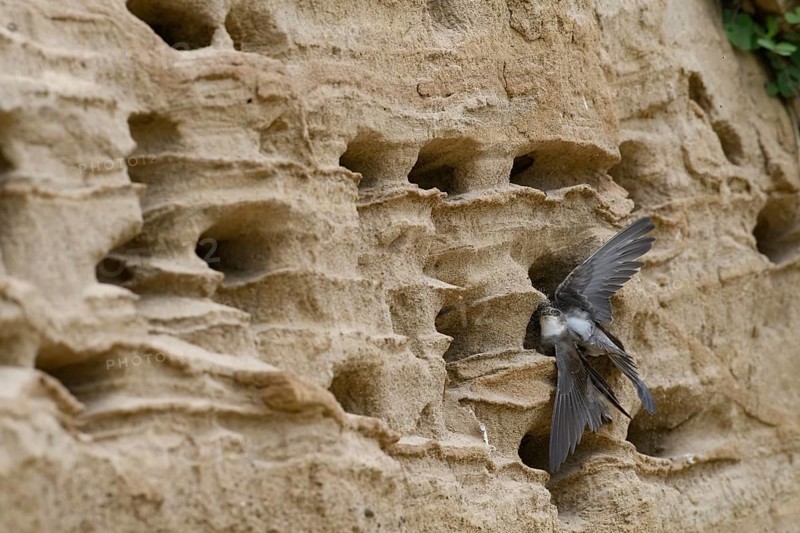 Sand martin (Riparia riparia) nesting in a sand pit Sand excavation, Osnabrücker Land, Lower Saxony, Germany