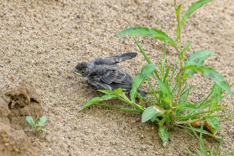 Sand martin (Riparia riparia) chick has fallen out of its nest and is lying helpless on the ground, Osnabrücker Land, Lower Saxony, Germany