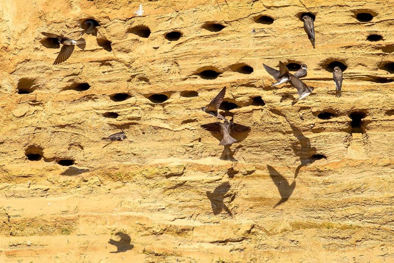 Several sand martins (Riparia riparia) nest in a sand pit Sand excavation and use the natural depressions, some birds fly along the cliff face Osnabrücker Land, Lower Saxony, Germany