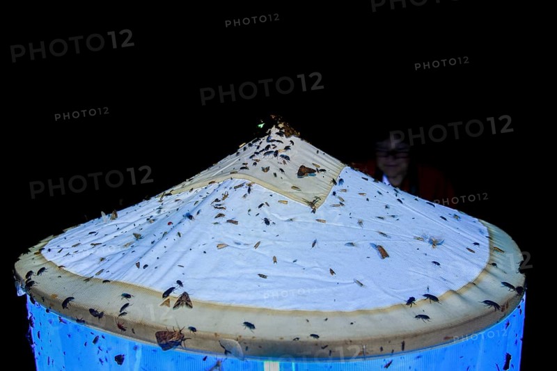 Close-up view of a light tent covered with insects, Lichtfang at night, Diepholz district, Lower Saxony, Germany