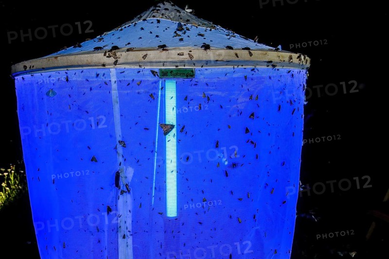 Illuminated and insect-covered light tent light capture at night under a dark sky, Diepholz district, Lower Saxony, Germany