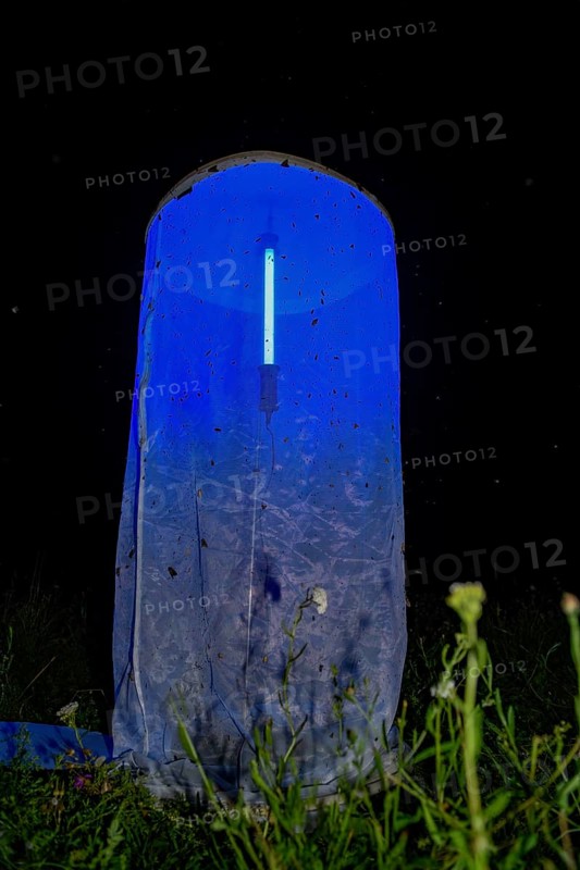 Close-up of a light tent light catch at night, loaded with insects and illuminated in bluish light, Diepholz district, Lower Saxony, Germany