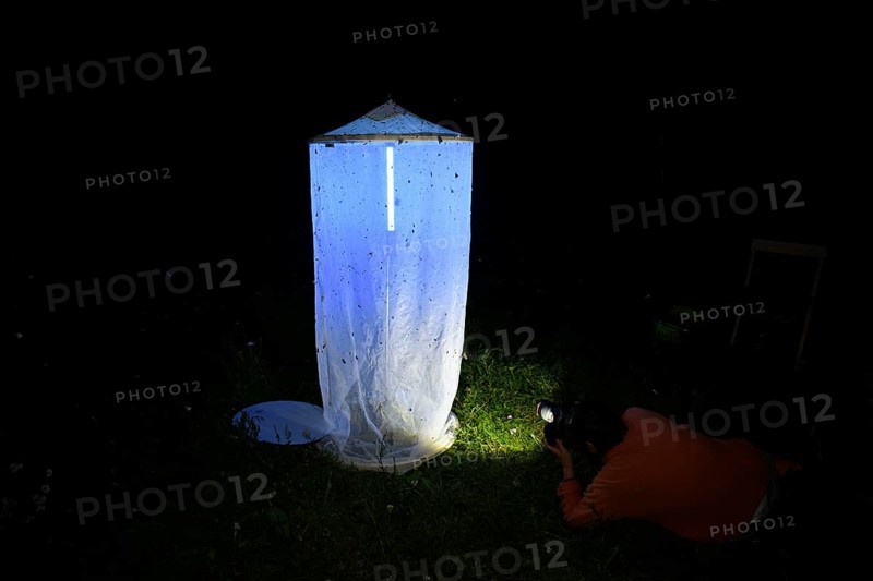 Person, biologist, butterfly researcher, biologist, butterfly researcher photographs an insect-covered light tent light capture at night in a meadow, Diepholz district, Lower Saxony, Germany