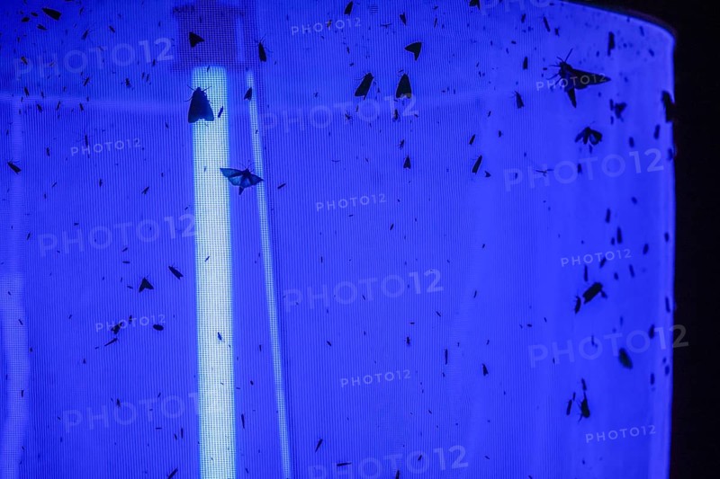 Moth moth around a ray of blue light on a light tent Light catch at night, Diepholz district, Lower Saxony, Germany