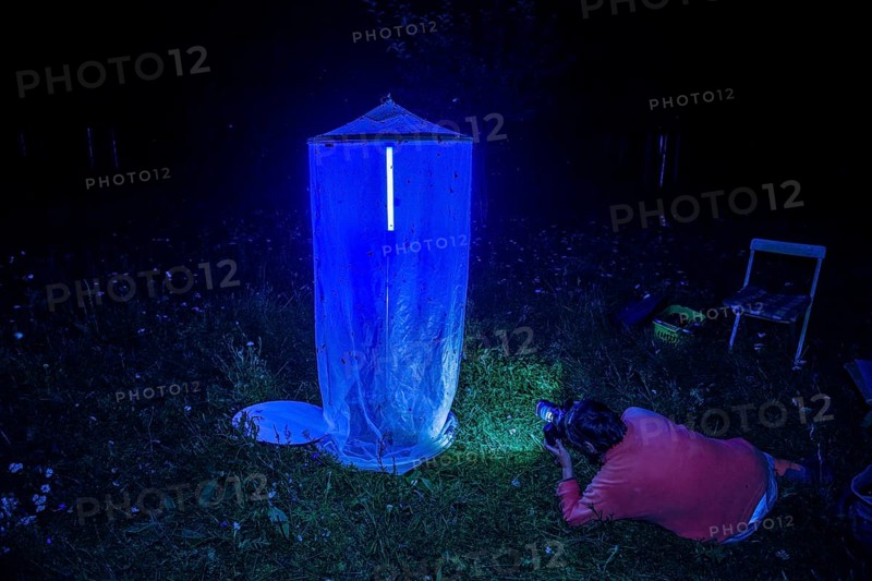Person, biologist, butterfly researcher photographs moths on an insect-studded light tent light capture at night in a meadow, Diepholz district, Lower Saxony, Germany