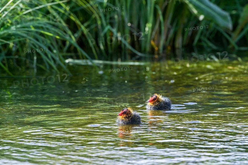 Two coot chicks (Fulica atra) swimming side by side in green water, Dümmer nature park Park, Lower Saxony, Germany