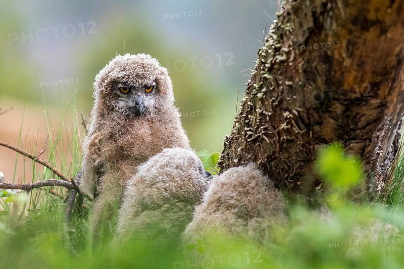 Three eagle owl (Bubo bubo) chicks sitting hidden in their nest near a tree in the grass, one young animal has sat up and is looking attentively at its surroundings, Lower Saxony, Germany