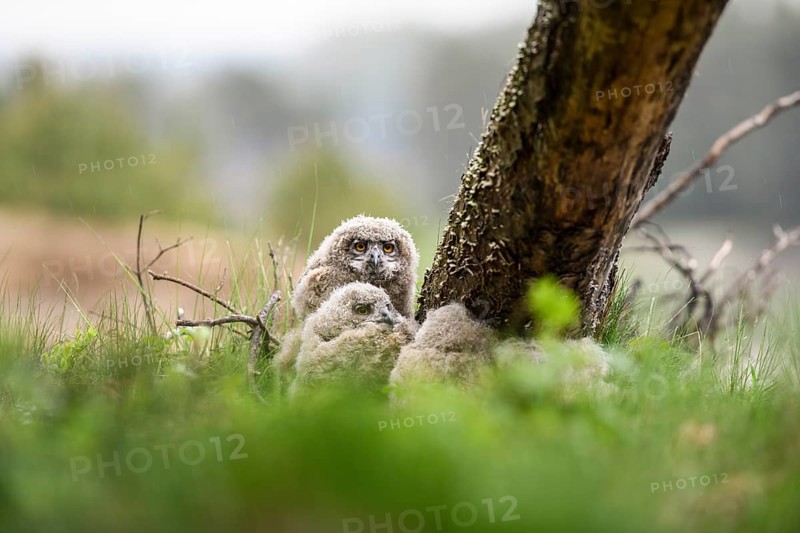 Four eagle owl (Bubo bubo) chicks sit hidden in their nest near a tree in the grass. Lower Saxony, Germany