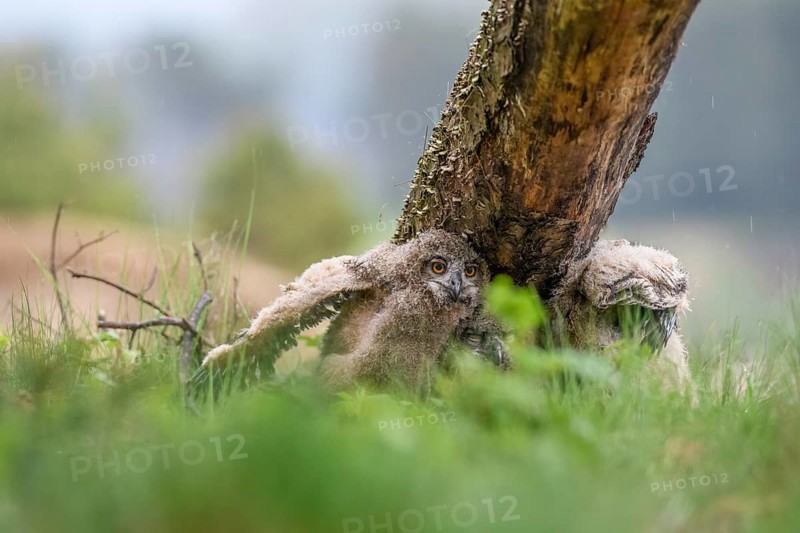 Two young eagle owls (Bubo bubo) sitting under a tree with their siblings, surrounded by green grass in a quiet, natural environment, An owl chick in a natural environment next to a tree trunk, surrounded by green grass, Lower Saxony, Germany