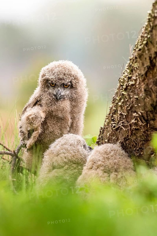 Three eagle owl (Bubo bubo) chicks sitting hidden in their nest near a tree in the grass, one young animal has sat up and is looking attentively at its siblings, Lower Saxony, Germany