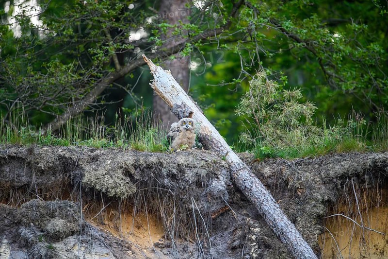A young eagle owl (Bubo bubo) sitting on a mound of earth surrounded by green vegetation and trees, owl sitting on a fallen tree trunk in a wooded area, Lower Saxony, Germany