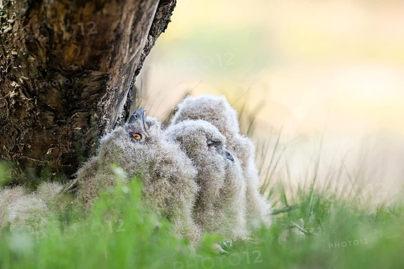 Four eagle owl (Bubo bubo) chicks sitting hidden in their nest near a tree in the grass, one young bird looking up attentively, Lower Saxony, Germany