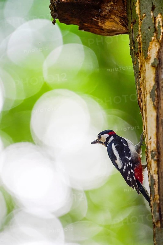 A great spotted woodpecker (Dendrocopos major, Syn.: Picoides major) sitting on a tree trunk in front of a blurred green background, Teutoburg Forest, Hilter, Lower Saxony, Germany