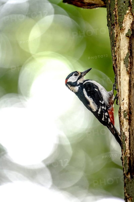 Great spotted woodpecker (Dendrocopos major) climbing on a tree trunk in a natural environment, Teutoburg Forest, Lower Saxony, Germany
