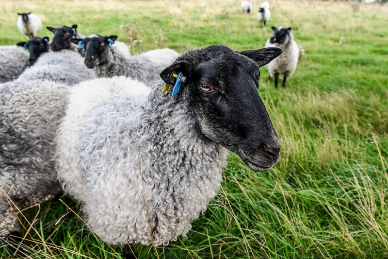 A group of sheep (Ovis gmelini aries) stands in a meadow surrounded by grass, the scene looks peaceful and rural, Hornborgasjön, Sweden